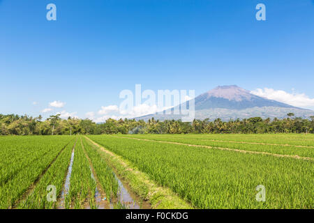 Simbung entre volcan et Wonosobo Yogjakarta sur le chemin de la Dieng plateau en Java en Indonésie. Banque D'Images
