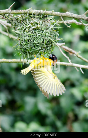 Village Weaver (Ploceus cucullatus) d'oiseaux nichent Bâtiment Banque D'Images