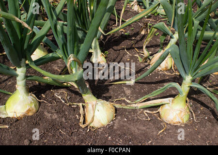 Bulbes de l'héritage français oignon, Allium cepa 'Jaune paille des vertus', un fin des années 1700 introduction. Banque D'Images