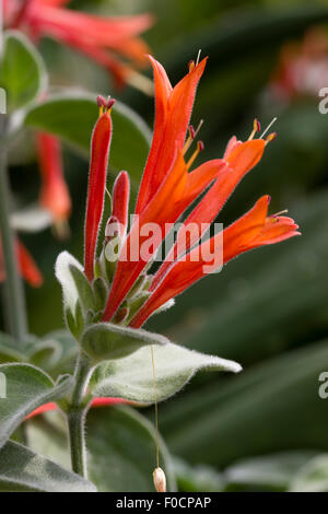 Fleurs de la sub-tropicales pétard plante, Dicliptera suberecta. Banque D'Images