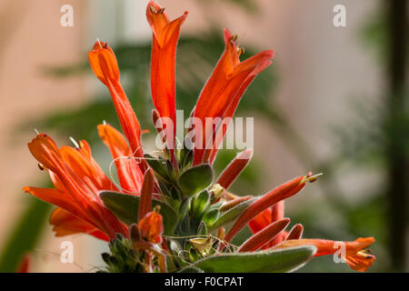 Fleurs de la sub-tropicales pétard plante, Dicliptera suberecta. Banque D'Images