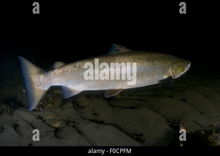 Le saumon atlantique (Salmo salar) de sexe masculin, la rivière Orkla, Norvège, septembre 2008 Banque D'Images