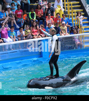 26 mars 2015 - Key Biscayne, Floride, États-Unis - un formateur effectue avec l'orque, Lolita, au Miami Seaquarium. Banque D'Images