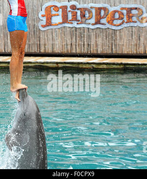 26 mars 2015 - Key Biscayne, Floride, États-Unis - un formateur effectue avec un dauphin au Miami Seaquarium. Banque D'Images