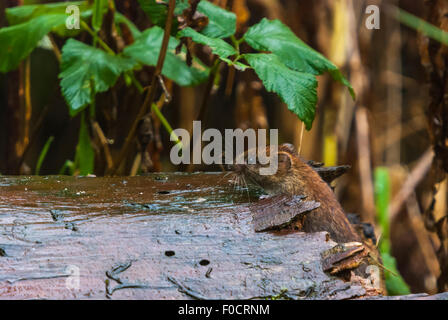 Un champ ou Short-Tailed, campagnols Microtus agrestis, sur le dessus de l'extrémité d'un journal tombé. Banque D'Images