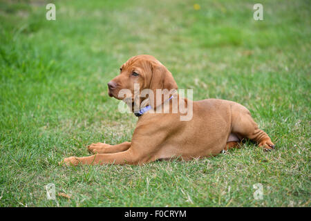 Huit semaines chiot Vizsla devint fixant Banque D'Images