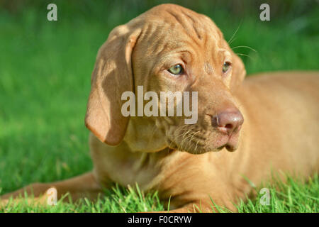 Huit semaines chiot Vizsla devint Banque D'Images