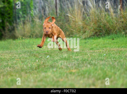 Huit semaines chiot Vizsla devint Banque D'Images