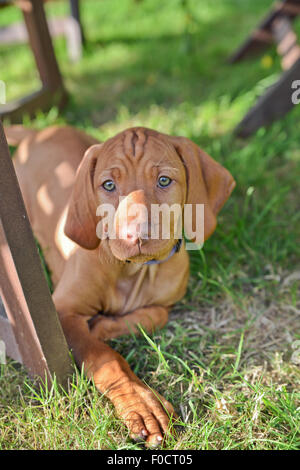 Huit semaines chiot Vizsla devint sous la table de jardin en Banque D'Images