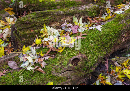 Les feuilles de l'automne sur un journal tombé couverts de mousse au Liban Hills Regional Park, Eagan, Minnesota, USA Banque D'Images