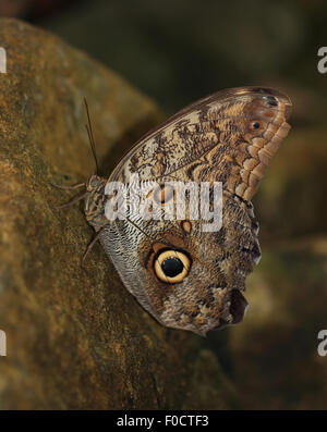 Papillon hibou perché sur un rocher Banque D'Images