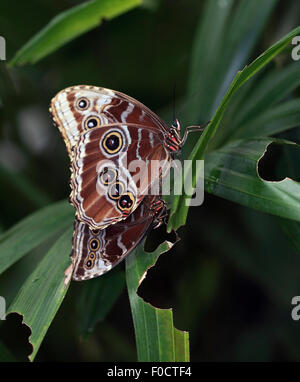 Un couple de papillons morpho bleu sur une feuille verte Banque D'Images