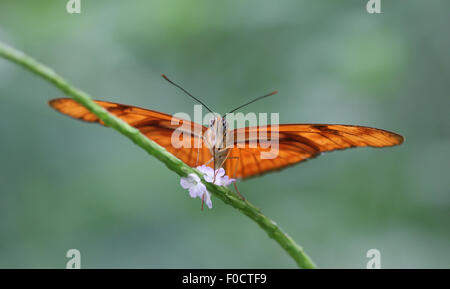 Papillon flamme, également connu sous le nom de Iulia papillon ou Grande Oto, perché sur une tige verte avec une fleur blanche Banque D'Images