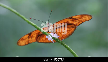 Papillon flamme, également connu sous le nom de Iulia papillon ou Grande Oto, perché sur une tige verte avec une fleur blanche Banque D'Images