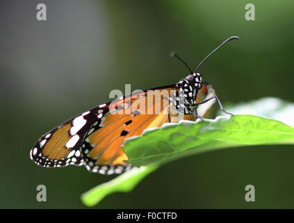 Une belle Plain Tiger Papillon, également connu sous le nom de monarque Africain, sur une feuille verte Banque D'Images