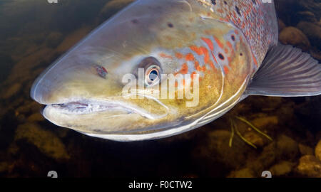 Le saumon atlantique (Salmo salar) féminin, rivière Orkla, Norvège, septembre 2008 Banque D'Images