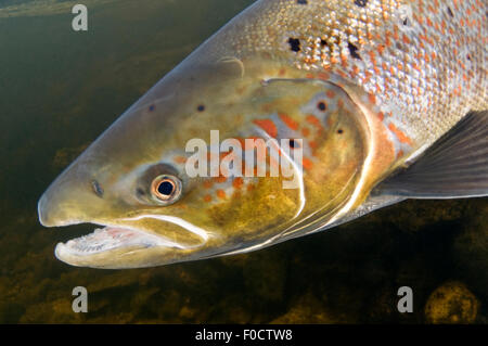 Le saumon atlantique (Salmo salar) féminin, rivière Orkla, Norvège, septembre 2008 Banque D'Images