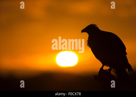 Harris Parabuteo unicinctus hawk (captive), femelle adulte, sunset silhouette, Hawk Conservancy Trust, Andover, au Royaume-Uni en novembre. Banque D'Images