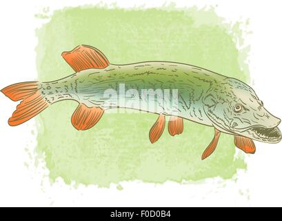 Le brochet d'eau douce poisson dessin en couleur sur fond d'aquarelle Illustration de Vecteur