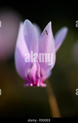 Cyclamen (Cyclamen purpurascens) en fleur avec des pétales sur les insectes, Météores, Grèce, octobre 2008 Banque D'Images