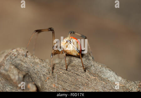 Red-back immatures (Latrodectus hasseltii araignée) Banque D'Images