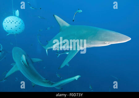 Plusieurs requins océaniques blacktip luttant pour nourriture près un appât ball rempli de sardines, d'Umkomaas, Aliwal Shoal, KwaZulu-Natal, Banque D'Images