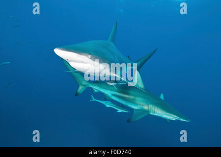 Une paire d'oceanic blacktip requins avec remora en remorque de se croiser par, d'Umkomaas, Aliwal Shoal, KwaZulu-Natal, Afrique du Sud. Banque D'Images