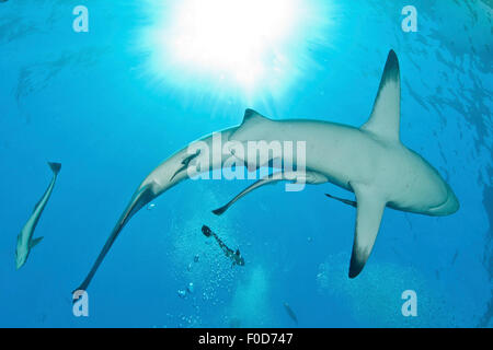 L'oceanic blacktip shark nage par avec remora en remorque, d'Umkomaas, Aliwal Shoal, KwaZulu-Natal, Afrique du Sud. Banque D'Images