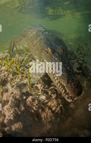 American saltwater crocodile (Crocodylus acutus) dans les mangroves, Jardines De La Reina, à Cuba. Banque D'Images
