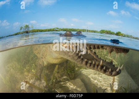 American saltwater crocodile (Crocodylus acutus) dans les mangroves avec bouche ouverte montrant les dents, les yeux et le museau, Les Jardins De La Reine Banque D'Images