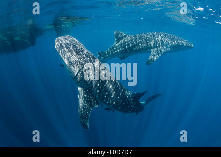 Paire de requins baleine natation autour de près de la surface, avec des rayons de soleil qui brille à travers l'eau, de l'Ouest, la baie Cenderawasih Papu Banque D'Images