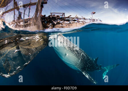 Un grand requin-baleine sous un bagan, de siphonner l'eau de surface, avec du soleil qui brille dans l'eau, à l'ouest de la baie Cenderawasih, P Banque D'Images