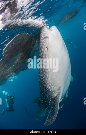 Grand requin-baleine à venir jusqu'à siphonner l'eau de la surface tandis que les plongeurs, regardez sur la baie Cenderawasih, Papouasie occidentale, en Indonésie. Banque D'Images