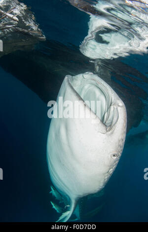 Grand requin-baleine à venir jusqu'à siphonner l'eau de filets de pêche, avec sa bouche reflétée sur la surface, à l'Ouest, la baie Cenderawasih P Banque D'Images