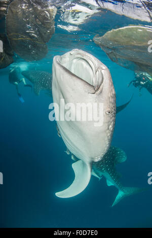 Paire de requins baleine avec remora en remorque, à venir jusqu'à siphonner l'eau de filets de pêche près de la surface alors que les plongeurs observer, Cend Banque D'Images