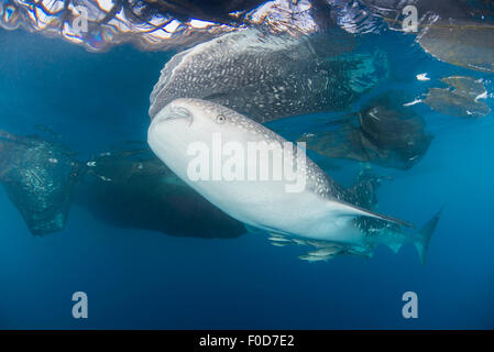 Grand requin-baleine à venir jusqu'à siphonner l'eau de filets de pêche, avec son corps reflété sur la surface, la baie Cenderawasih, à l'Ouest Pa Banque D'Images