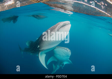 Paire de requins baleine natation autour de près de la surface, sous les filets de pêche, de Cenderawasih Bay, en Papouasie occidentale, en Indonésie. Banque D'Images