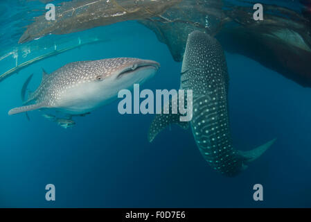 Paire de requins baleine natation autour de près de la surface, sous les filets de pêche, de Cenderawasih Bay, en Papouasie occidentale, en Indonésie. Banque D'Images