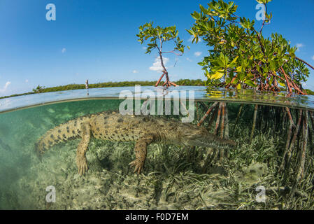 Un Américain saltwater crocodile (Crocodylus acutus) baignade dans la mangrove, Jardines De La Reina, à Cuba. Banque D'Images