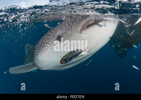 Requin-baleine natation autour de près de la surface, sous les filets de pêche avec plusieurs poissons relevant des filets, Cenderawasih Bay, à l'Ouest Pa Banque D'Images