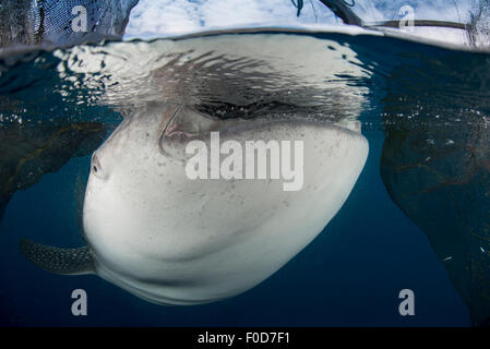 Vue rapprochée d'un requin-baleine enfreindre la surface, engloutissant l'eau sous les filets de pêche, de Cenderawasih Bay, en Papouasie occidentale, en Indonésie. Banque D'Images