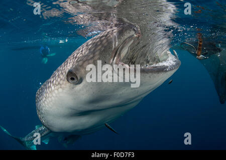 Grand requin-baleine à venir jusqu'à siphonner l'eau de filets de pêche, avec sa bouche reflétée sur la surface, à l'Ouest, la baie Cenderawasih P Banque D'Images