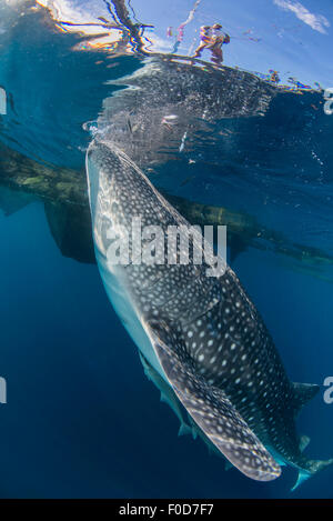 Requin-baleine nage sous bagan et les filets de pêche, avec sa tête reflétée sur la surface, Cenderawasih Bay, en Papouasie occidentale, Indones Banque D'Images