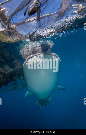 Requin-baleine nage sous bagan et les filets de pêche, avec sa tête reflétée sur la surface, Cenderawasih Bay, en Papouasie occidentale, Indones Banque D'Images