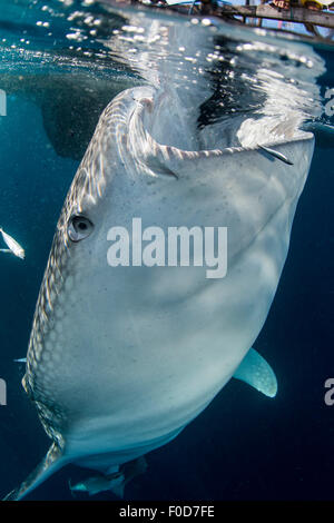 Grand requin-baleine à venir jusqu'à siphonner l'eau de filets de pêche, avec sa bouche reflétée sur la surface, à l'Ouest, la baie Cenderawasih P Banque D'Images