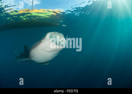 Requin-baleine qui montent des profondeurs sous le voile, la bouche ouverte, avec des rayons de couper à travers l'eau. Banque D'Images