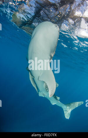 Requin-baleine nage sous bagan et les filets de pêche, de Cenderawasih Bay, en Papouasie occidentale, en Indonésie. Banque D'Images