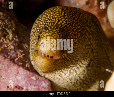 Vue rapprochée d'un goldentail moray, Curaçao. Banque D'Images