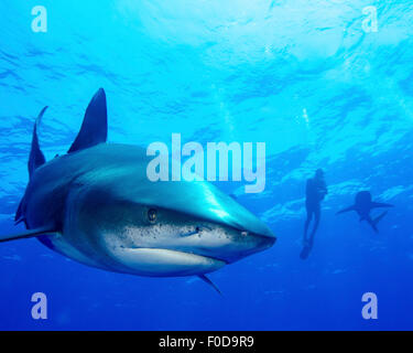 Diver nager avec les requins requin océanique, Cat Island, Bahamas. Banque D'Images