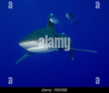 Requin océanique nager avec les poissons pilotes, Cat Island, Bahamas. Banque D'Images